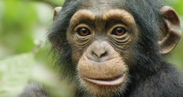 Обикновено шимпанзе