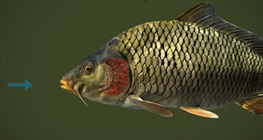 How do fish breathe?