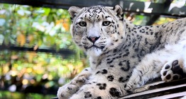 Snow leopard