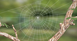 Spider silk, spider web