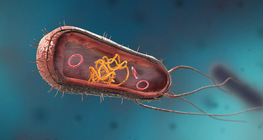 Bakterier (sfärer, stavar och spiraler)