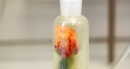 Decolourising a rose with chlorine gas