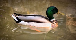 Mallard