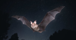 Малък подковонос