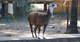 Llama