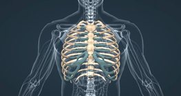 The bones of the thorax