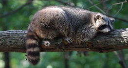 Raccoon