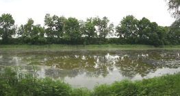 Изоставен речен ръкав