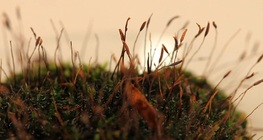 Undersökning av bladmossor