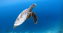 Костенурки