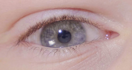 The pupillary light reflex