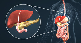 Glands connected to the duodenum
