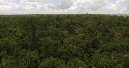The lungs of the Earth: tropical rainforests