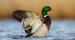 Зеленоглава патица