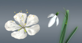The flowers of angiosperms