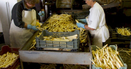 Vegetable processing