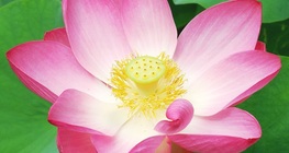 Индийски лотос