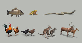 The life cycle of vertebrates