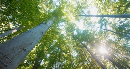 Обикновен бук