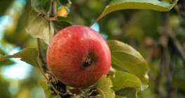 Ябълково дърво