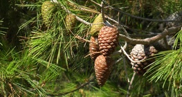 Maritime pine