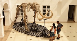 Кости на мамут