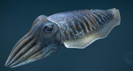 Common cuttlefish