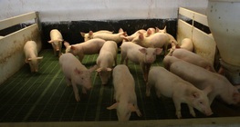 Pork processing plant