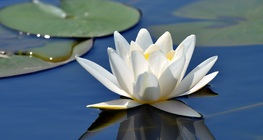 Water lily