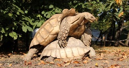 Tortoises mating