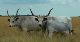 Hungarian grey cattle