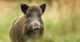 Wild boar