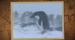 Вечна замръзналост (пермафрост)