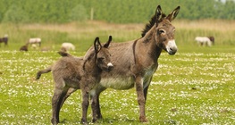 Donkey