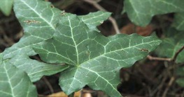 Ivy