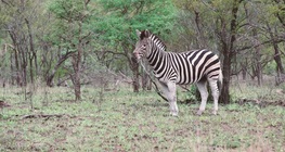 Life on the African Savannah