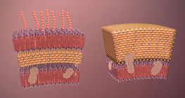 Bakterier (avancerad)