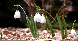 Snowdrop
