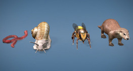 Разнообразие на светлочувствителните органи