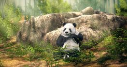 Giant panda