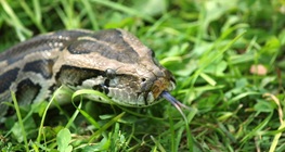 Тигров питон