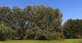 White poplar
