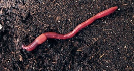 Earthworm