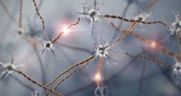 Neurons, nervous tissue