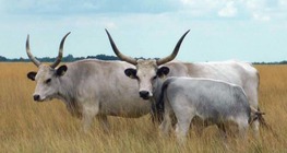 A magyar szürkemarhák ridegtartása