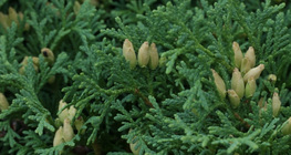 Thuja occidentalis