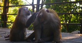 Маймуноподобни