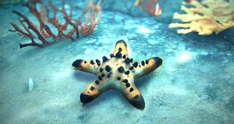 Sea star