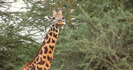 On the track of the rain - Savannahs