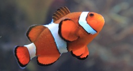 The common clownfish
